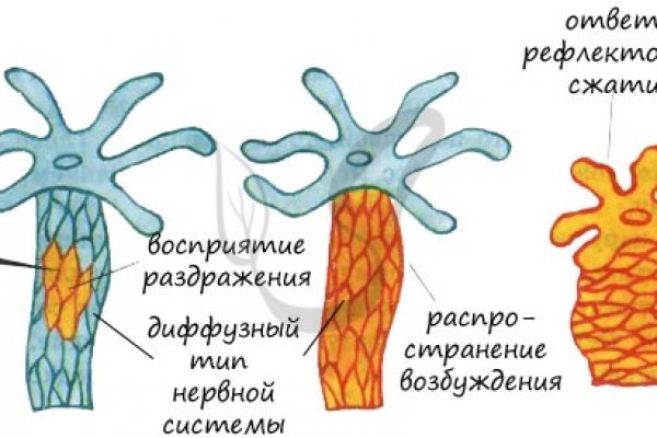 Блэк спрут se gl